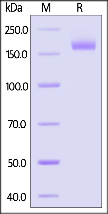 Spike protein SDS-PAGE