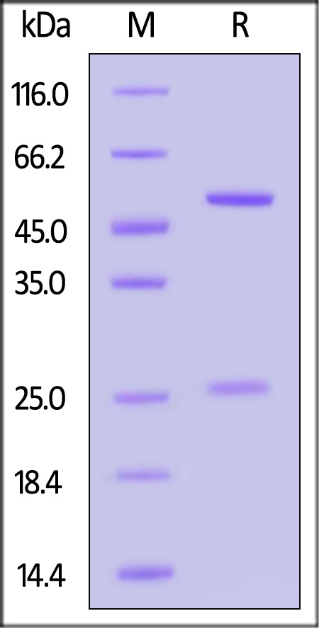 Spike protein SDS-PAGE