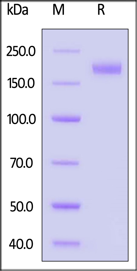 Spike protein SDS-PAGE