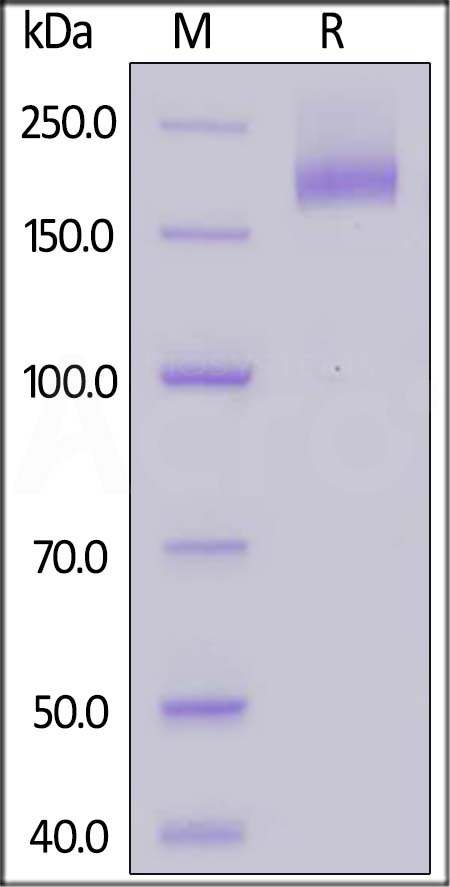 Spike protein SDS-PAGE