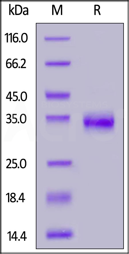 SRD-C52H2-sds