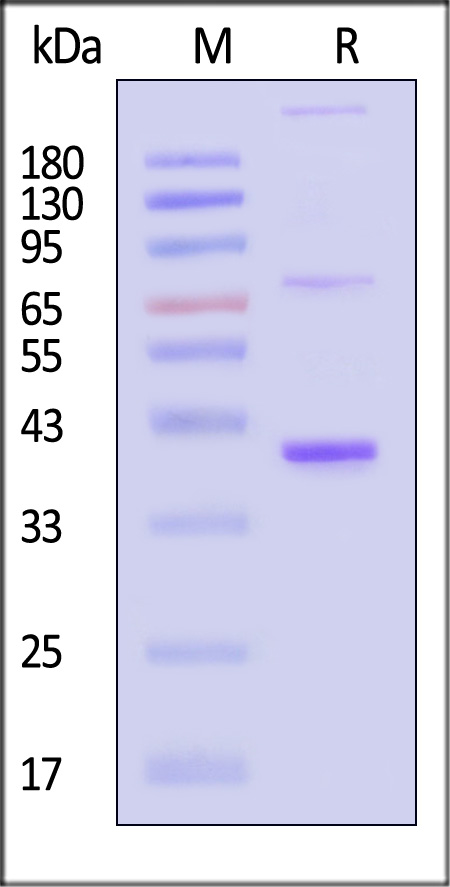 ST1-H5283-sds