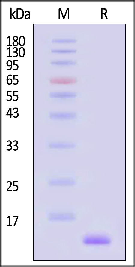 Streptavidin SDS-PAGE