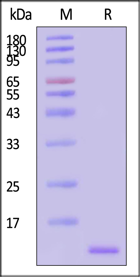 Streptavidin SDS-PAGE