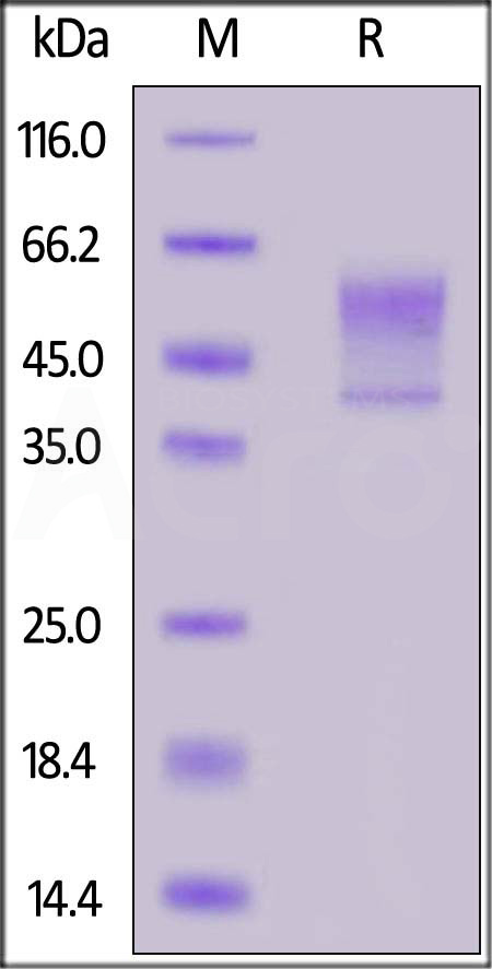 SY1-H5225-sds