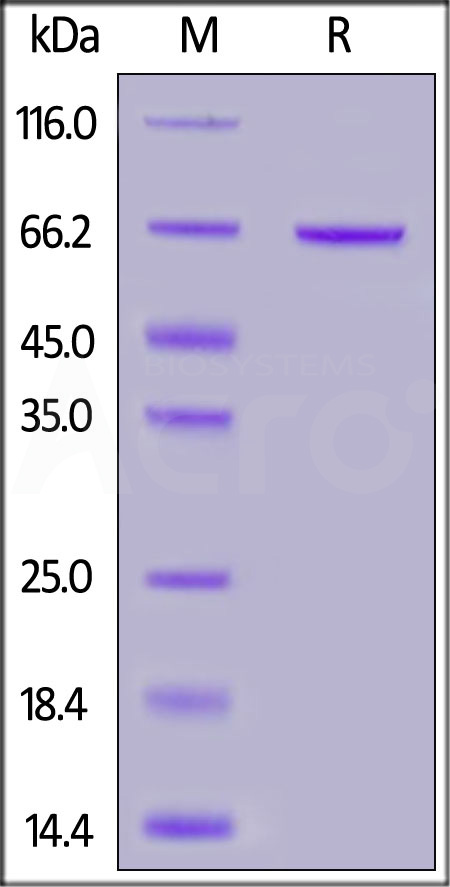 Syndecan-1 SDS-PAGE