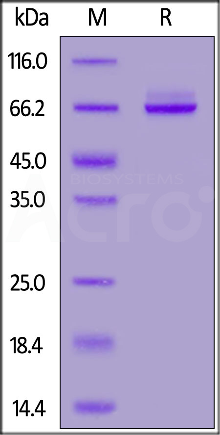 Syndecan-1 SDS-PAGE