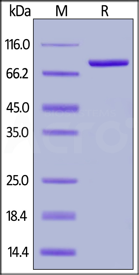 Transferrin R SDS-PAGE