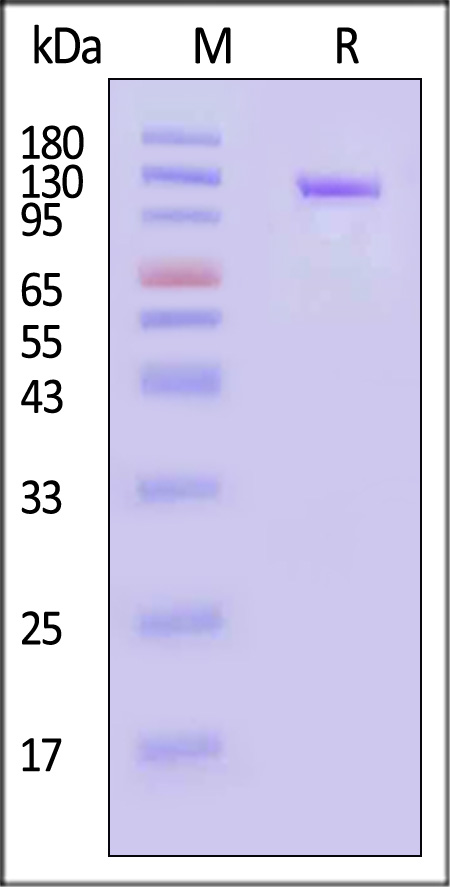 Transferrin R SDS-PAGE