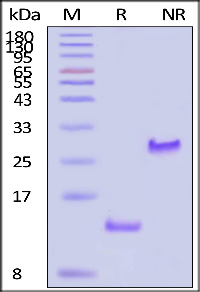 TGF-beta 1 SDS-PAGE