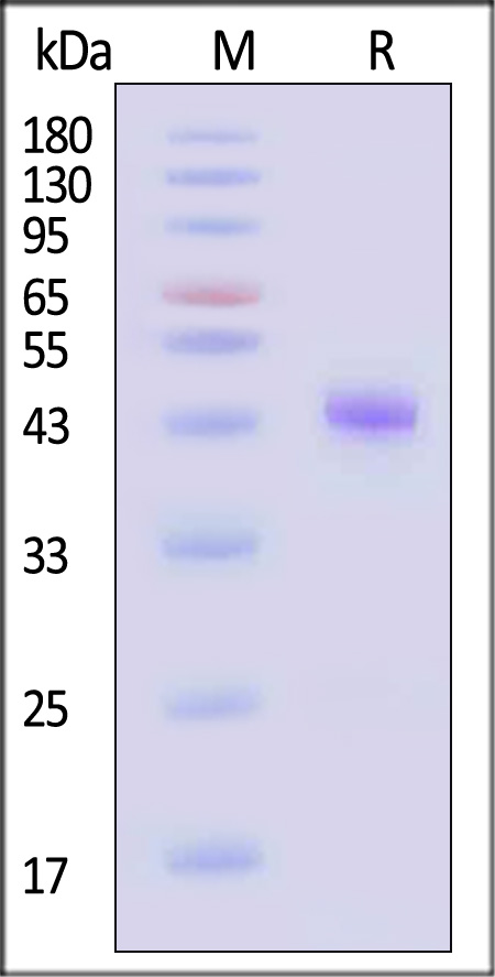 TG1-H5254-sds