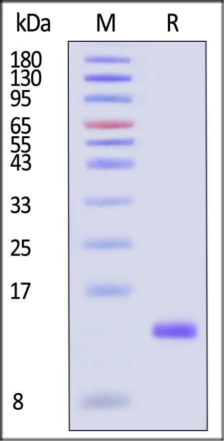 TG1-M5218-sds