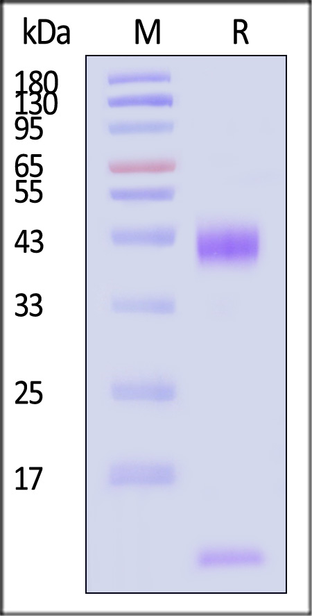 Latent TGF-beta 1 SDS-PAGE