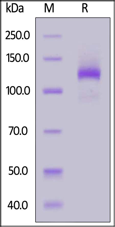 TIE2 SDS-PAGE