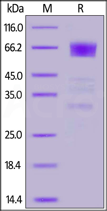 TIM-3 SDS-PAGE