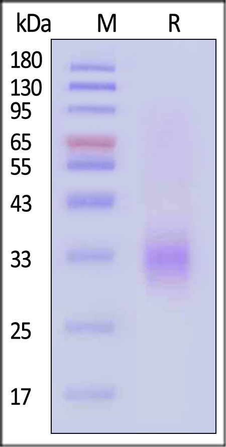 TN1-H5222-sds