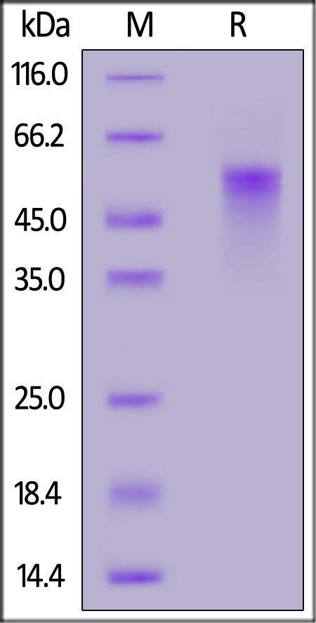 TNFR2 SDS-PAGE