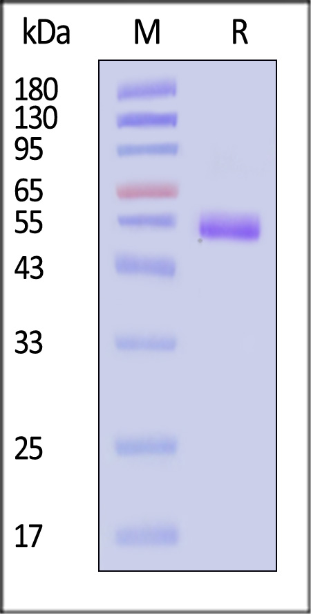 TN5-C5257-sds