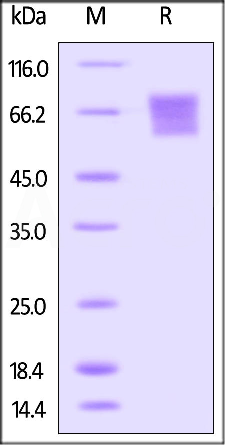 CD27 SDS-PAGE