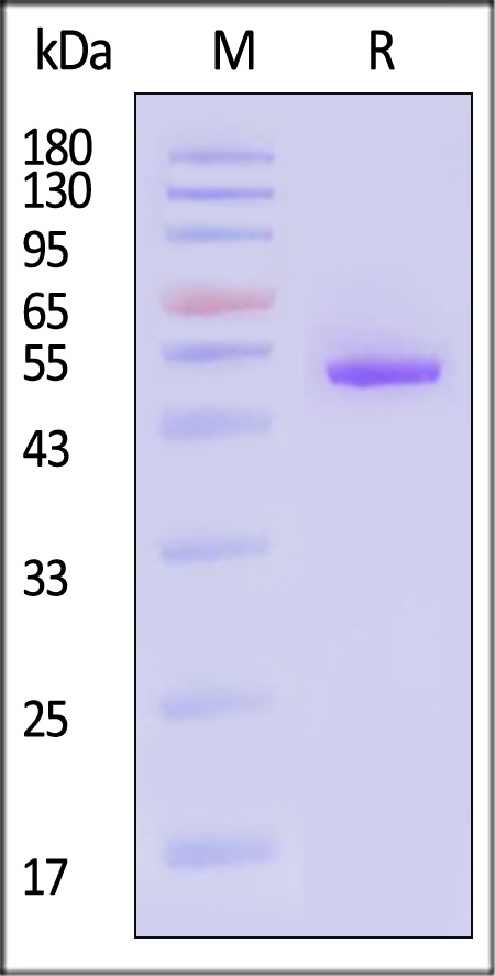 TNF-alpha SDS-PAGE