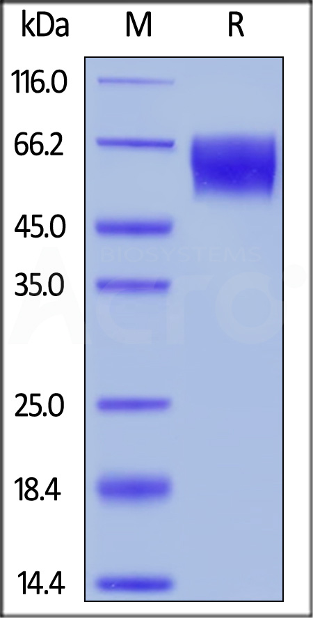 TPBG SDS-PAGE