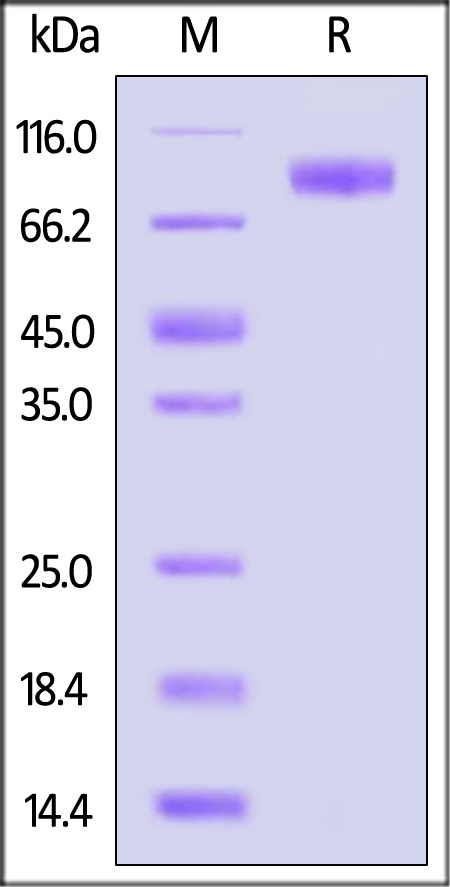 TPBG SDS-PAGE