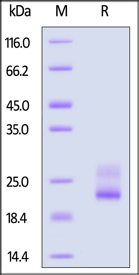 TR1-H82E6-sds