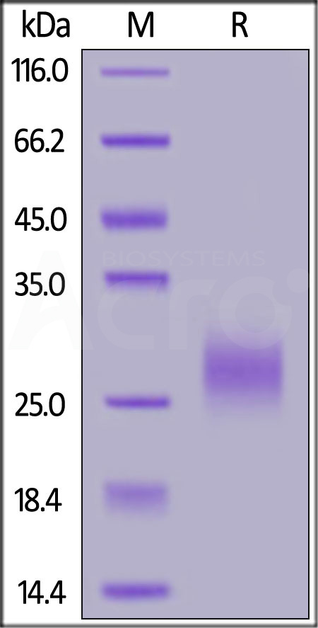 TR2-C52H7-sds