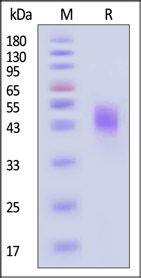 TROP-2 SDS-PAGE