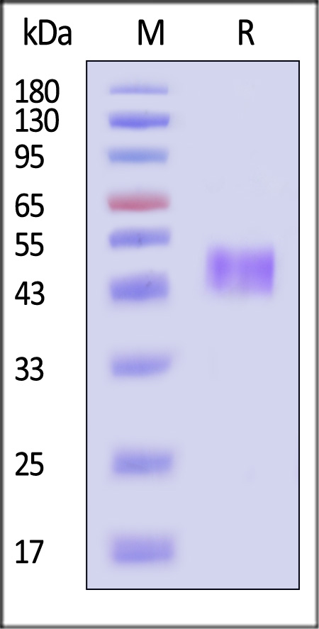 TROP-2 SDS-PAGE