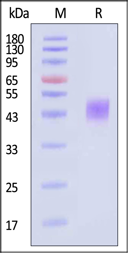 TROP-2 SDS-PAGE