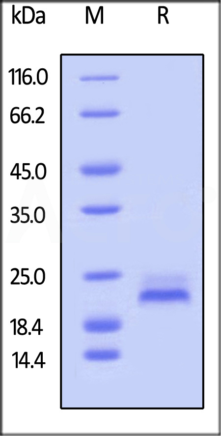 Biotinylated Human TRAIL R2, Avitag,His Tag (Cat. No. TR2-H82E6) SDS-PAGE gel