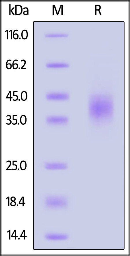 TROP-2 SDS-PAGE