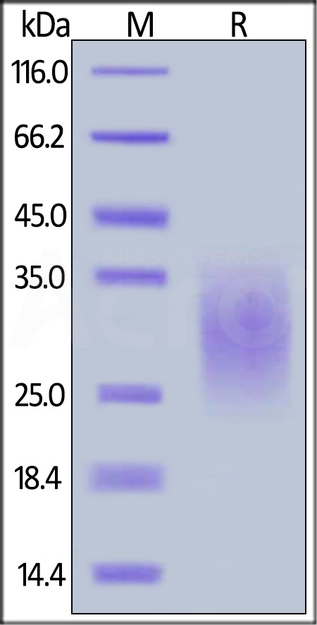 TRAIL R2 SDS-PAGE