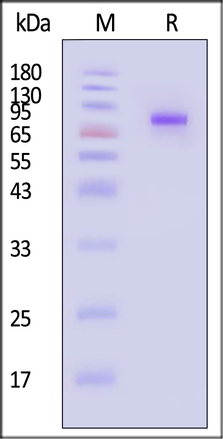 TROP-2 SDS-PAGE