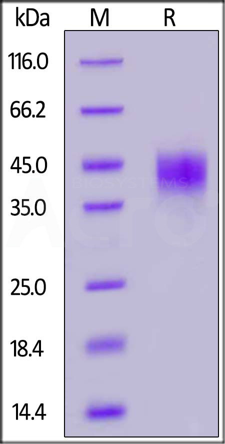 TR2-R52H3-sds