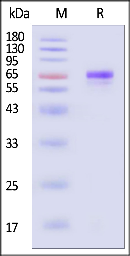 TR2-R82F6-sds