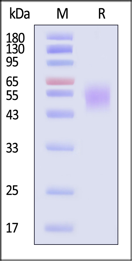 TR3-H52H3-sds