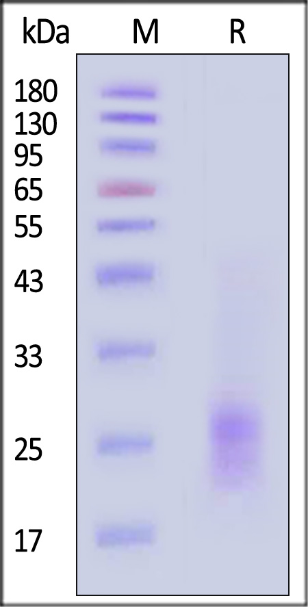 TSP-H5243-sds