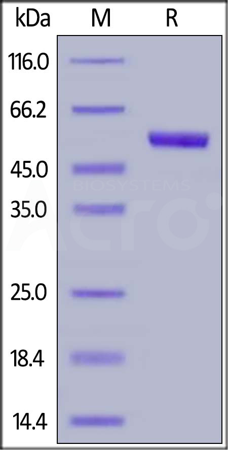 TSLP SDS-PAGE