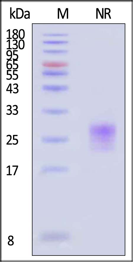 TSP-H52Hb-sds