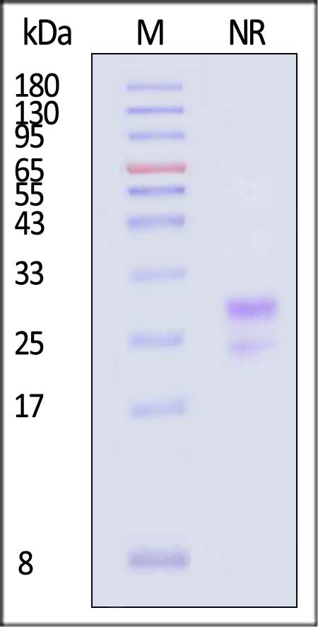 TSLP SDS-PAGE