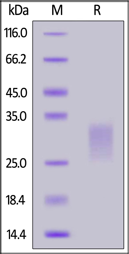 Biotinylated Mouse TSLP, His,Avitag (Cat. No. TSP-M82E3) SDS-PAGE gel