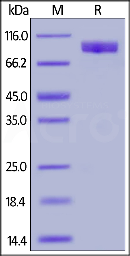 TYRO3 SDS-PAGE