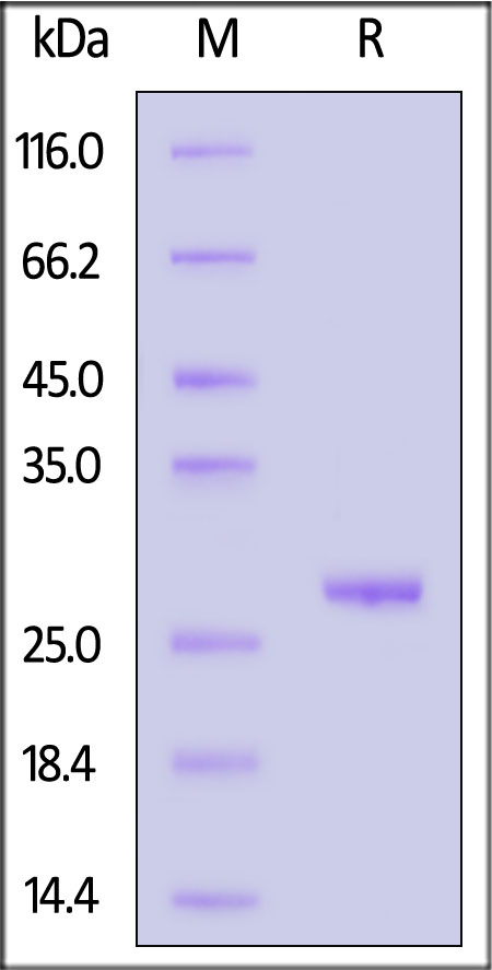 UCH-L3 SDS-PAGE