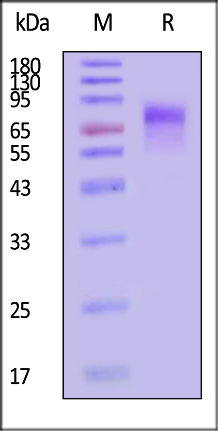 UPR-C5253-sds