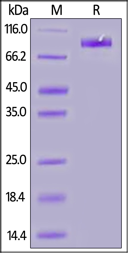 VCAM-1 SDS-PAGE