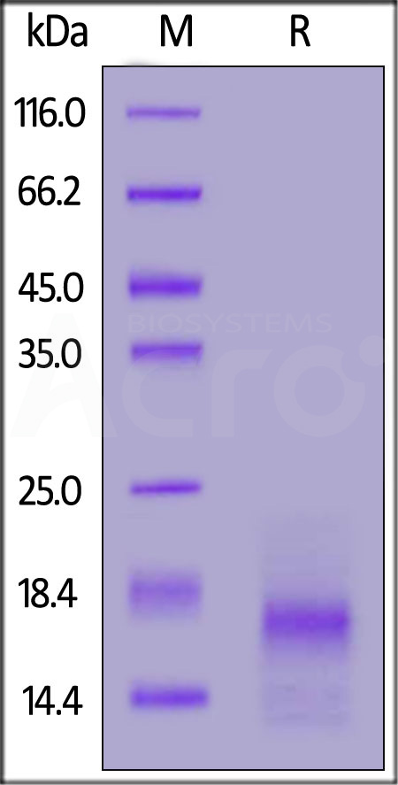 VEGF110 SDS-PAGE