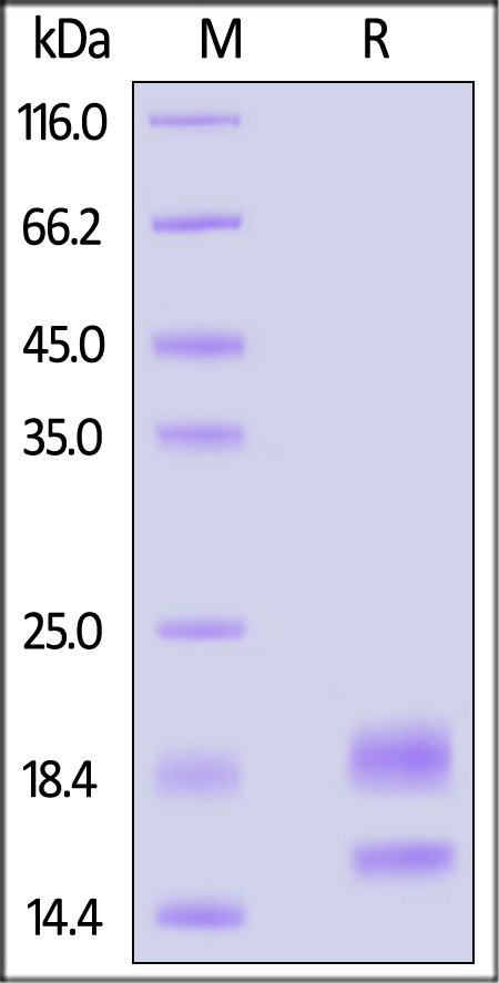 VEGF110 SDS-PAGE