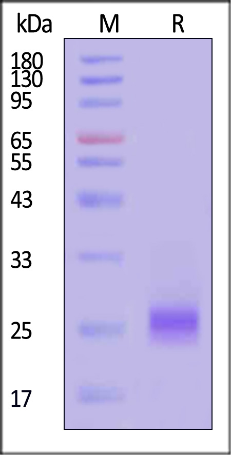 VEGF165 SDS-PAGE